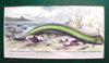 great serpent image